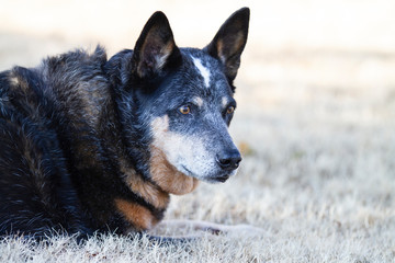 Australian Cattle dog, aged and overweight