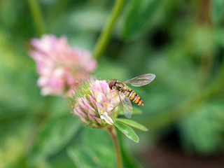 Schwebfliege im Klee