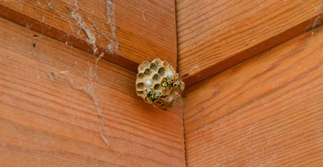 A small bee hive captured with some bees around it.