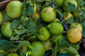 Farmers Market fruits and vegetables