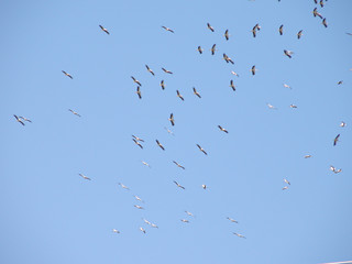 The movement of a flocks of birds in the sky,storks flying high in groups