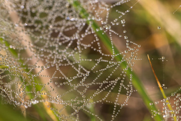 drops of dew on a spider web on a green background, the spider web in the water