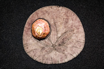 Ansicht, Strucktur eines Sand Dollar, Macro eines Sanddollar