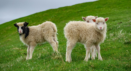 Naklejka na ściany i meble Three small sheep looking at the camera