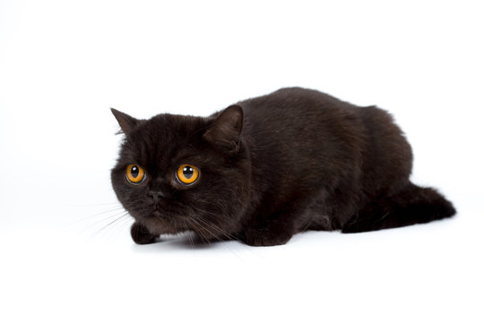 British black cat isolated on a white background, studio photo