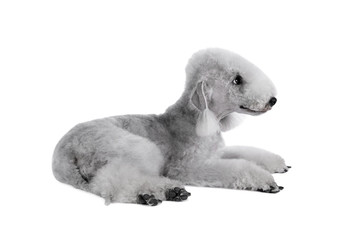 Cute Bedlington Terrier dog lying in the studio over white