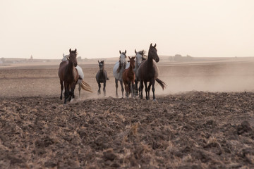 HORS HORSE FREE IN THE FIELD WITH A NICE SKY