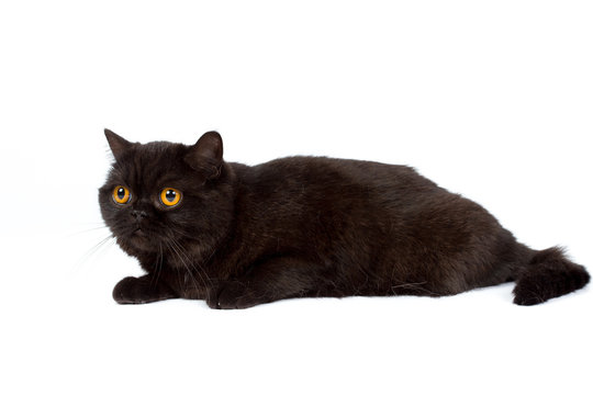 British black cat isolated on a white background, studio photo