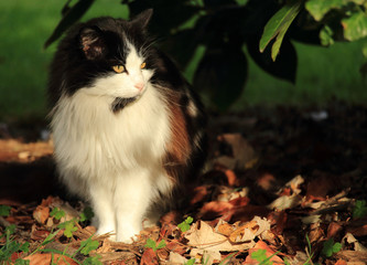 Naklejka na ściany i meble Beautiful cat on autumn leaves