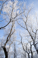 snow covered tree branches on the background of light sky in winter
