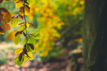 herbstliche Laubblätter mit Bokeh