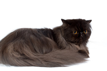 black persian cat isolated on a white background, studio photo