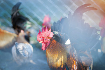  close up portrait of bantam chickens, poultry.