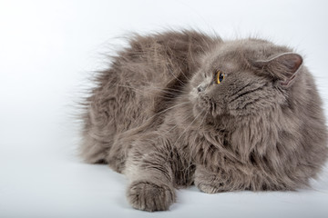 gray persian cat isolated on white background