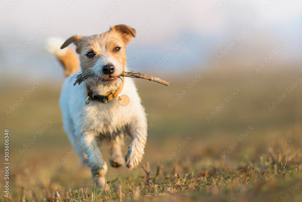 Wall mural playful happy running jack russell pet dog puppy playing with a stick