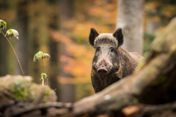 Wild boar in the autumn forest, natural environment, habitat, close up, Sus scrofa