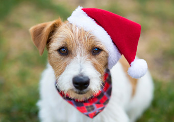 Smiling happy christmas pet dog puppy with santa hat on green background