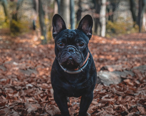 Close-up of French Bulldog Puppy in leafs background