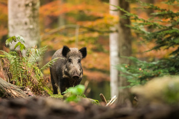 Wild boar in the autumn forest, natural environment, habitat, close up, Sus scrofa - obrazy, fototapety, plakaty