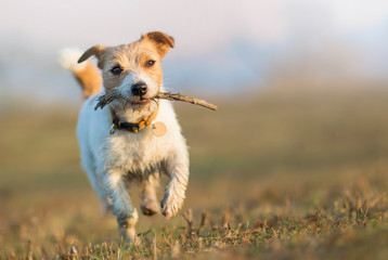 Playful happy running jack russell pet dog puppy playing with a stick