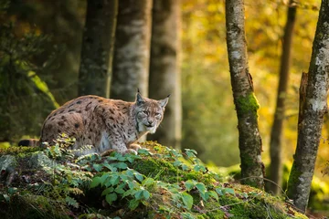Zelfklevend Fotobehang Euraziatische lynx in de natuurlijke omgeving, close-up, Lynx lynx © JAKLZDENEK