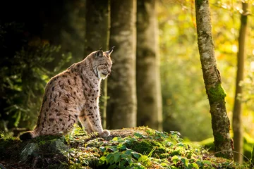 Fototapete Luchs Eurasischer Luchs in der natürlichen Umgebung, Nahaufnahme, Lynx lynx
