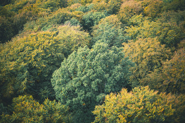 Laubwald