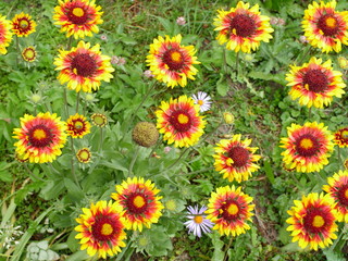 Fototapeta na wymiar beautiful vibrant flowers gaillardia, Wildflowers