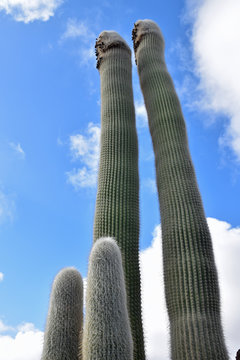 Cephalocereus Senilis cactus plant against blue sky with clouds