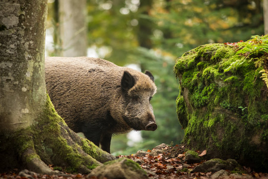 Wild boar in the autumn forest, natural environment, habitat, close up, Sus scrofa