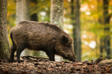 Naklejka na ściany i meble Wild boar in the autumn forest, natural environment, habitat, close up, Sus scrofa