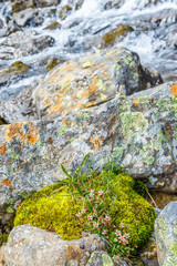 Starry saxifrage flowers among stone blocks in the arctic