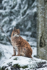 Eurasian lynx in the natural environment, close up, Lynx lynx © JAKLZDENEK