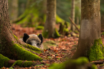 Wild boar in the autumn forest, natural environment, habitat, close up, Sus scrofa