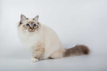 Sacred Birman Cat, birma isolated on a white background, studio photo