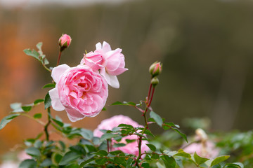 バラの花　千葉県八千代市　日本