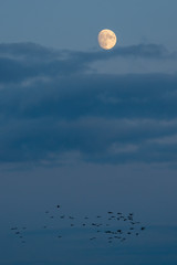 Cranes in front of the moon