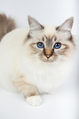 Sacred Birman Cat, birma isolated on a white background, studio photo