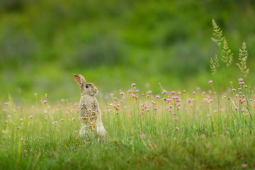 Wild rabbit in the natural environment, wildlife, close up, Oryctolagus cuniculus