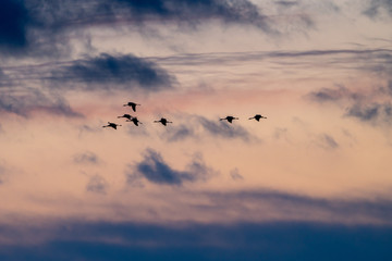 Cranes in sunset