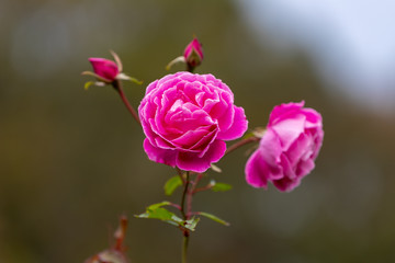 Obraz premium バラの花 千葉県八千代市 日本