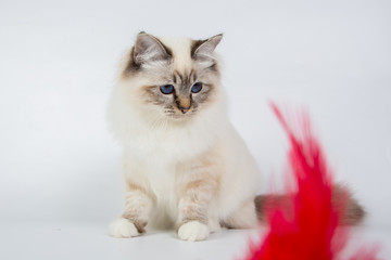 Sacred Birman Cat play with toy, birma isolated on a white background, studio photo