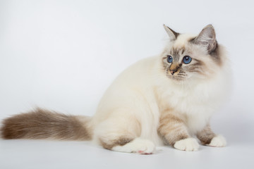 Sacred Birman Cat, birma isolated on a white background, studio photo