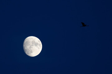 Cranes in front of the moon