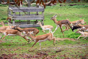 a fleeing Blackbuck herd, Antelope cervicapra