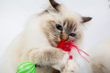 Sacred Birman Cat play with toy, birma isolated on a white background, studio photo
