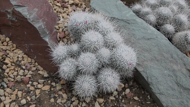 dry desert cactus in the wild