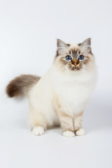 Fototapeta premium Sacred Birman Cat, birma isolated on a white background, studio photo