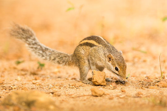Chipmunk, natural environment, close up, wildlife, Sri lanka