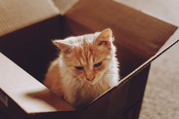 Adopting kitten from shelter. Cat Rescue. Little sad street stray homeless kitten in cardboard box...